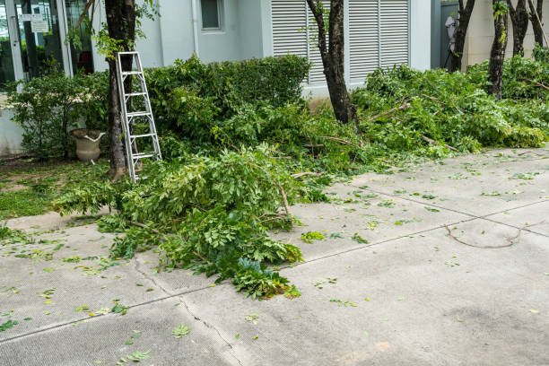 Best Hedge Trimming  in Coopersville, MI