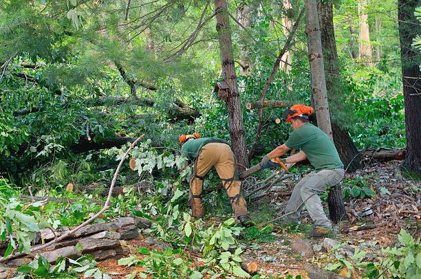 Best Arborist Consultation Services  in Coopersville, MI